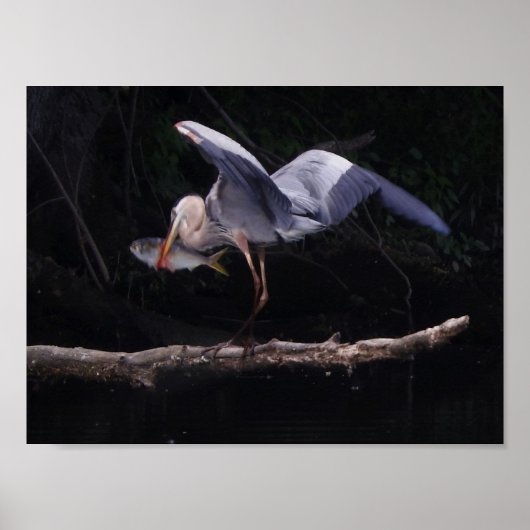 Blauer Reiher mit einem Fisch Poster (Vorne)