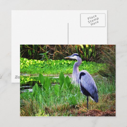 Blauer Reiher Postkarte (Vorne/Hinten)