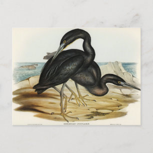 Blauer Riffreiher von Elizabeth Gould Postkarte