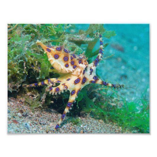 Blauer Ring Octopus Foto Print (Vorne)