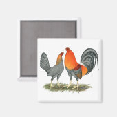Blauer Roter Gamefowl Magnet (Vorderseite/Rückseite)