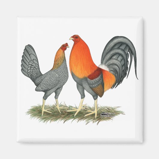 Blauer Roter Gamefowl Magnet (Vorne)