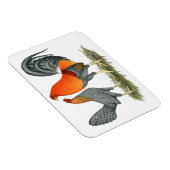 Blauer Roter Gamefowl Magnet (Rechte Seite)