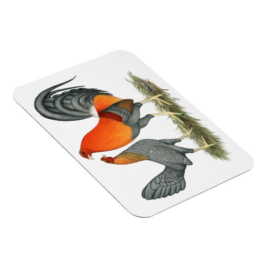 Blauer Roter Gamefowl Magnet (Rechte Seite)