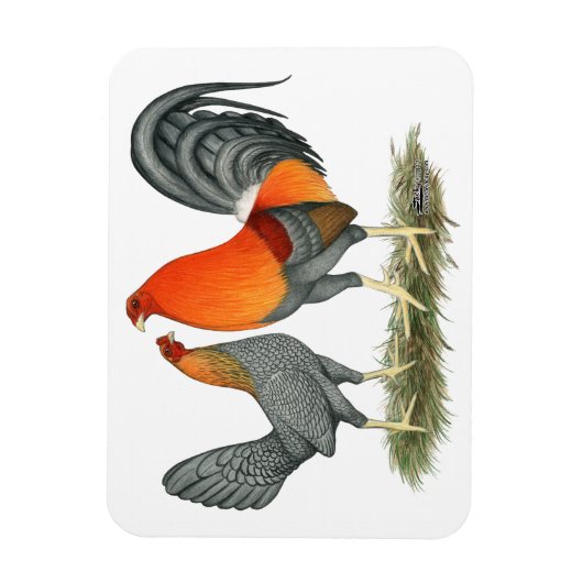 Blauer Roter Gamefowl Magnet (Vertikal)