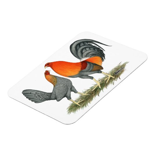 Blauer Roter Gamefowl Magnet (Linke Seite)