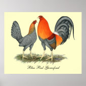 Blauer Roter Gamefowl Poster (Vorne)