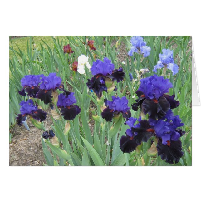 Blauer Samt (Vorderseite (Horizontal))