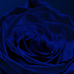 zerquetschte rote samtbeschaffenheit terciopelo rojo blauer samt rosejpg geschenkbox zazzlede zerquetschte rote samtbeschaffenheit terciopelo rojo blauer samt rosejpg geschenkbox zazzlede