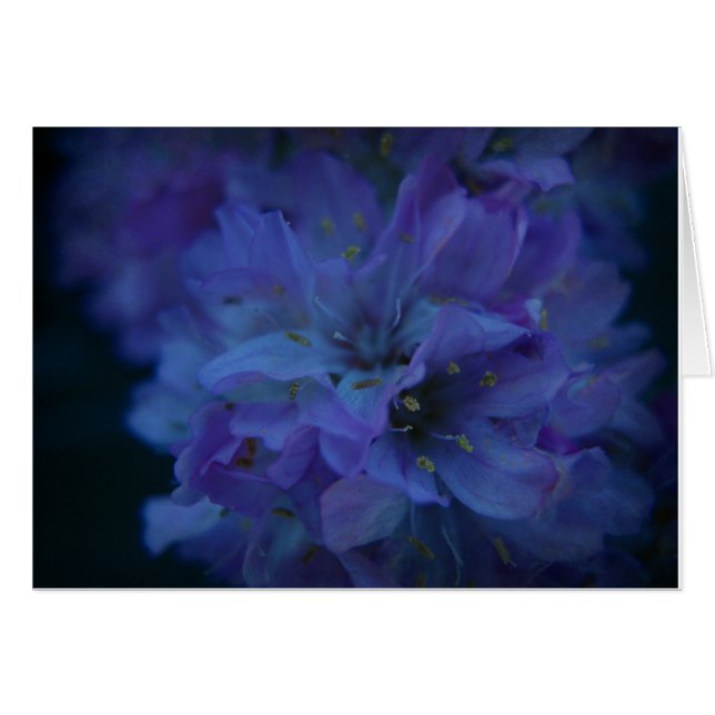 Blauer Schatz (Vorderseite (Horizontal))