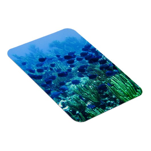 Blauer Schleier Magnet (Rechte Seite)