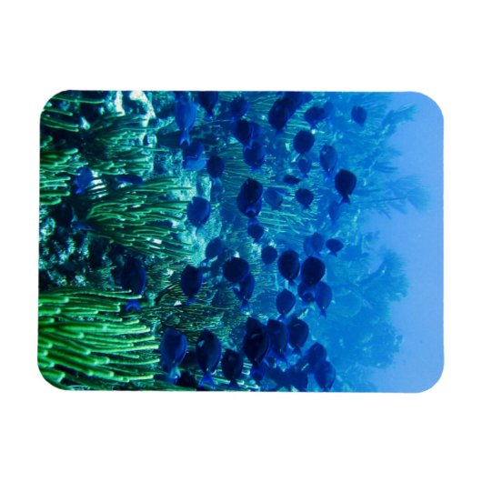 Blauer Schleier Magnet (Horizontal)