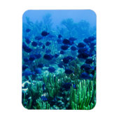 Blauer Schleier Magnet (Vertikal)