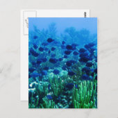 Blauer Schleier Postkarte (Vorne/Hinten)