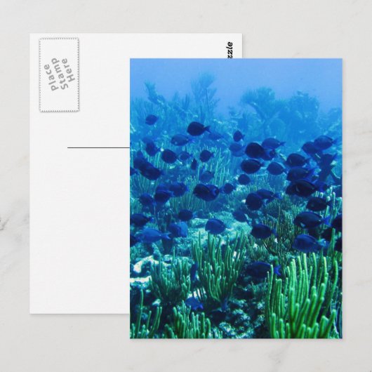 Blauer Schleier Postkarte (Vorne/Hinten)