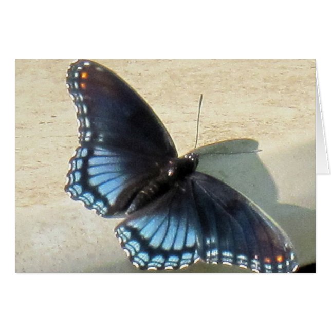 Blauer Schmetterling (Vorderseite (Horizontal))