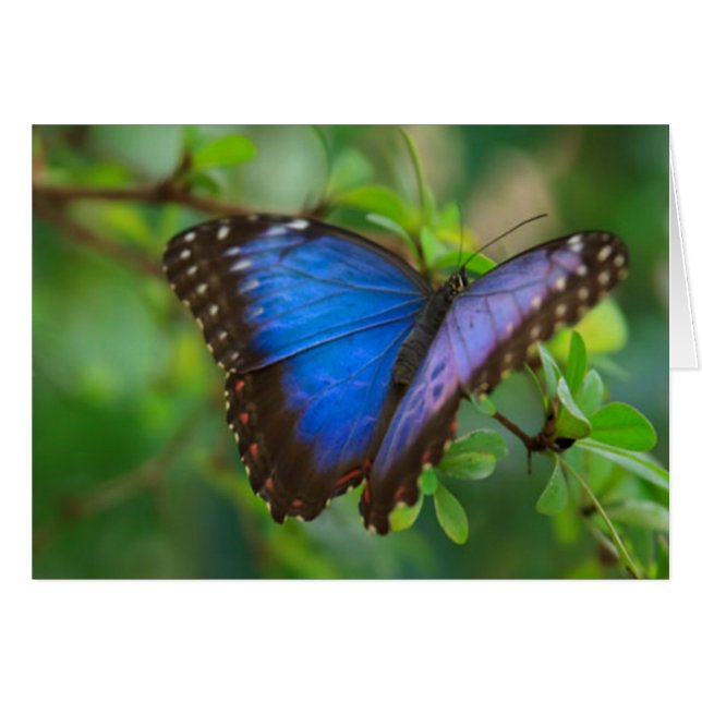 Blauer Schmetterling (Vorderseite (Horizontal))