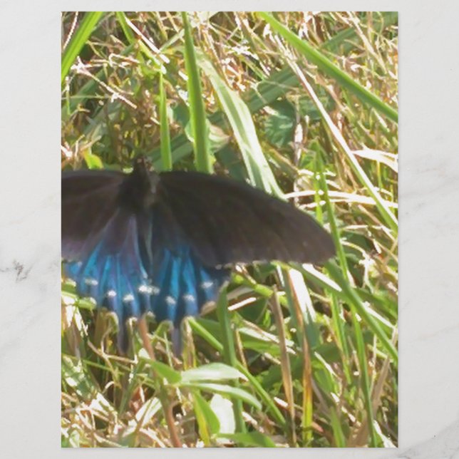 Blauer Schmetterling (Vorderseite)