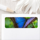 Blauer Schmetterling (Insitu)