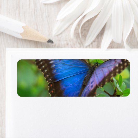 Blauer Schmetterling (Insitu)