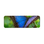 Blauer Schmetterling (Vorne)