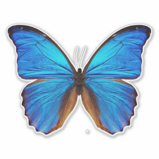 Blauer Schmetterling 2 Aufkleber (Vorderseite)