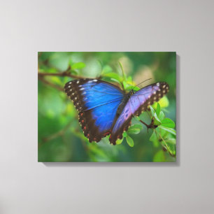 Blauer Schmetterling auf Spannleinwand Leinwanddruck