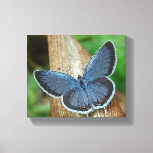 Blauer Schmetterling des Sommers Leinwanddruck
