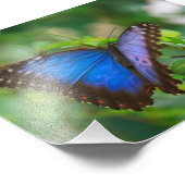 Blauer Schmetterling Fotodruck (Ecke)
