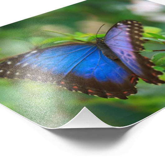Blauer Schmetterling Fotodruck (Ecke)