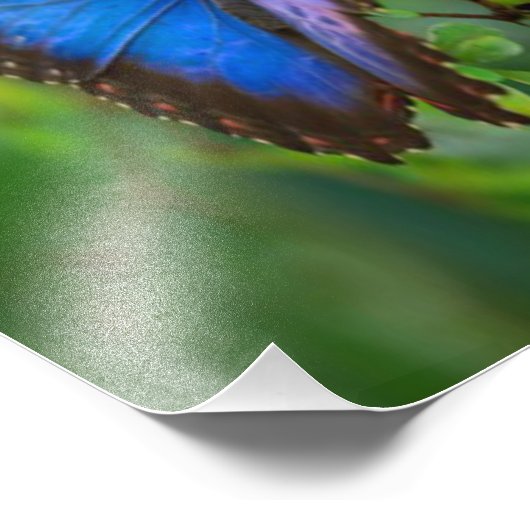 Blauer Schmetterling Fotodruck (Ecke)