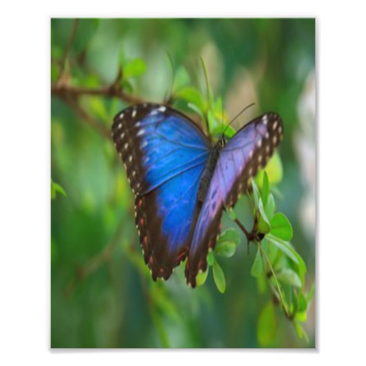 Blauer Schmetterling Fotodruck (Vorne)