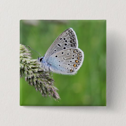 Blauer Schmetterling im Gras Button (Vorderseite)