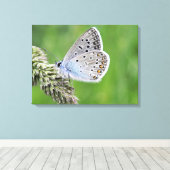 Blauer Schmetterling im Gras Leinwanddruck (Insitu (Holzboden))