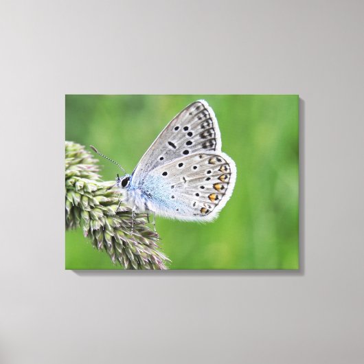 Blauer Schmetterling im Gras Leinwanddruck (Vorderseite)