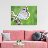 Blauer Schmetterling im Gras Leinwanddruck (Insitu (Wohnzimmer))