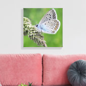 Blauer Schmetterling im Gras Leinwanddruck (Insitu (Wohnzimmer))