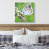 Blauer Schmetterling im Gras Leinwanddruck (Insitu (Schlafzimmer))