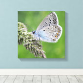 Blauer Schmetterling im Gras Leinwanddruck (Insitu (Holzboden))