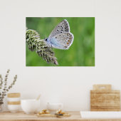 Blauer Schmetterling im Gras Poster (Küche)