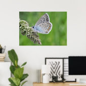 Blauer Schmetterling im Gras Poster (Heimbüro)