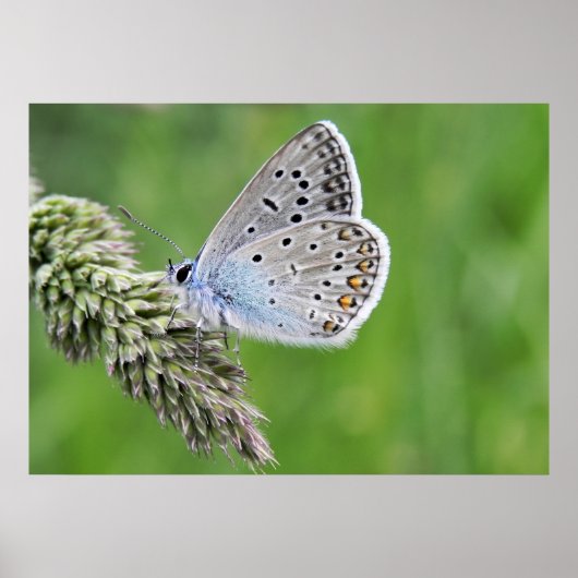 Blauer Schmetterling im Gras Poster (Vorne)