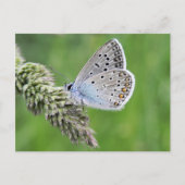 Blauer Schmetterling im Gras Postkarte (Vorderseite)