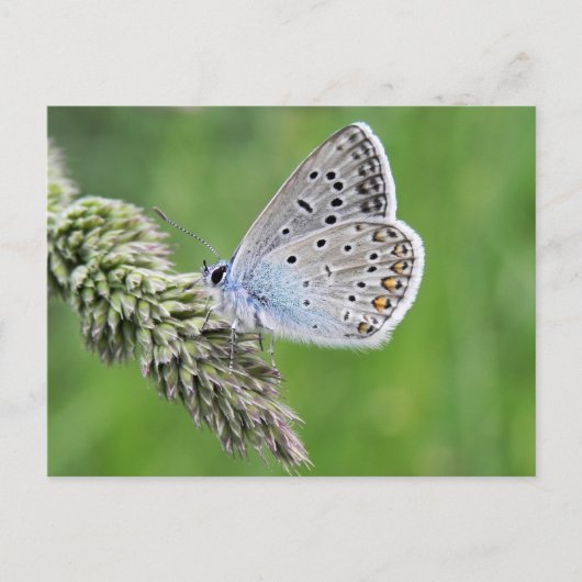 Blauer Schmetterling im Gras Postkarte (Vorderseite)