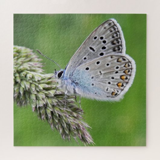Blauer Schmetterling im Gras Puzzle (Horizontal)