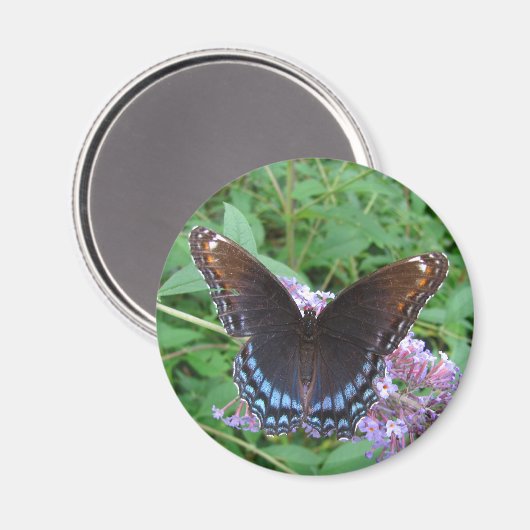 Blauer Schmetterling ~ Magnet (Vorderseite/Rückseite)