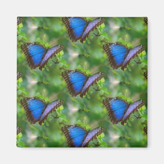 Blauer Schmetterling Magnet (Vorne)