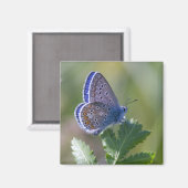 Blauer Schmetterling Magnet (Vorderseite/Rückseite)