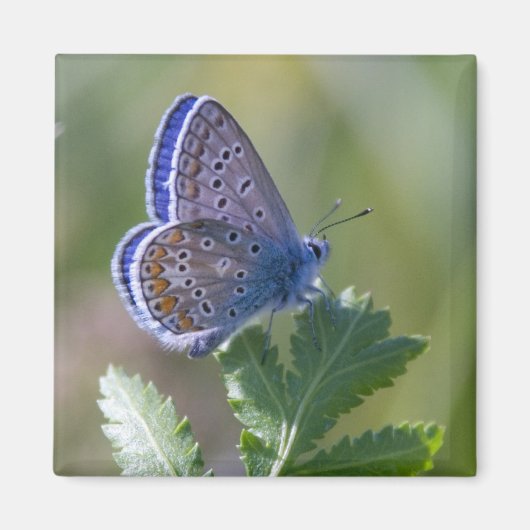 Blauer Schmetterling Magnet (Vorne)