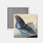 Blauer Schmetterling Magnet (Vorderseite/Rückseite)